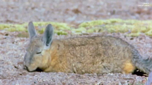 A Squirrel Is Laying On Its Back On The Ground . GIF