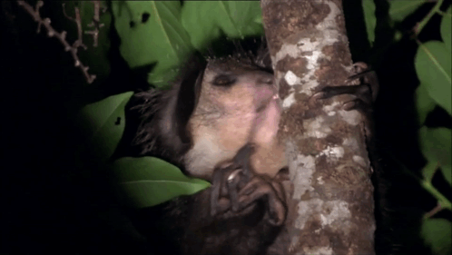 A Squirrel Is Licking A Tree Branch With Its Tongue GIF