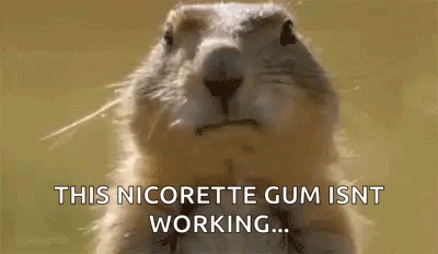 A Squirrel Is Looking At The Camera And Saying `` This Nicorette Gum Isn 'T Working ... '' . GIF