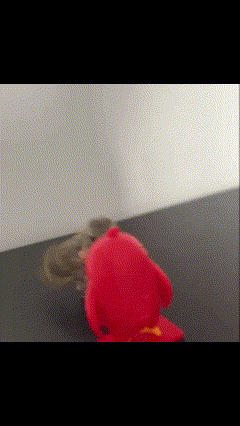 A Squirrel Is Playing With A Red Elmo Toy GIF