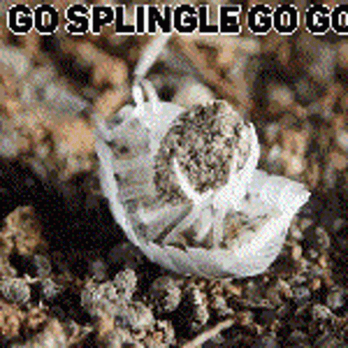 A Squirrel Is Sitting On A Pile Of Dirt With The Words Go Splingle Go Go GIF