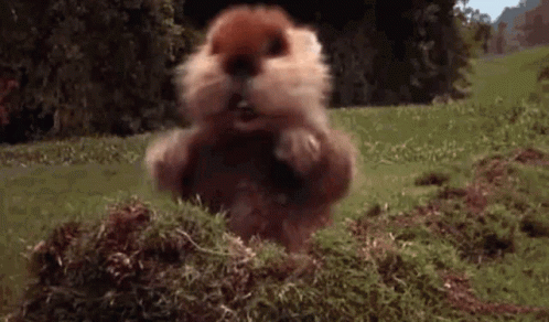 A Squirrel Is Standing On Its Hind Legs In A Field . GIF