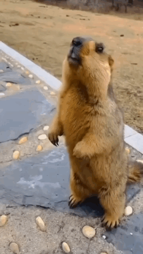 a squirrel is standing on its hind legs on a sidewalk .