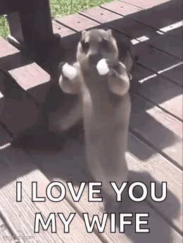 A Squirrel Is Standing On Its Hind Legs On A Wooden Deck Holding A White Object . GIF