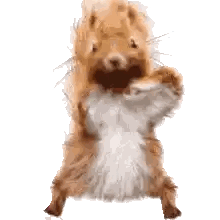 a squirrel is standing on its hind legs with a white background