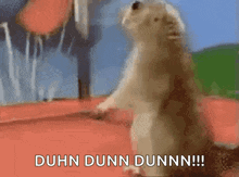 A Squirrel Standing On Its Hind Legs And Saying Duhn Dunn Dunn GIF