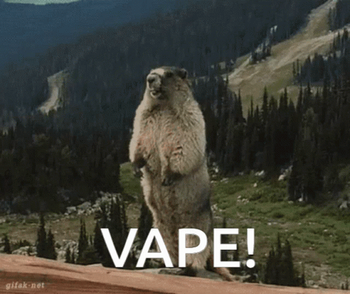 a squirrel standing on its hind legs with the words vape written on the bottom