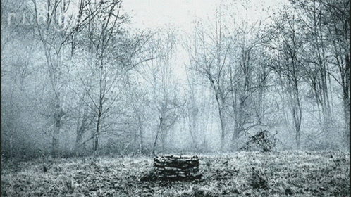 A Stack Of Logs In The Middle Of A Forest GIF