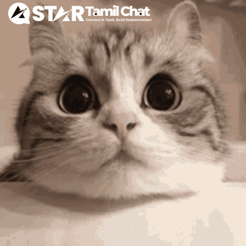 A Star Tamil Chat Advertisement With A Cat GIF
