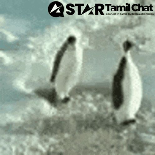 A Star Tamil Chat Logo With Two Penguins In The Foreground GIF