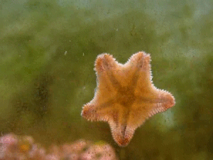 A Starfish Is Floating In The Water With A Jellyfish Behind It GIF