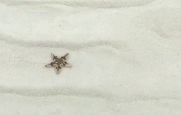 A Starfish Is Sitting On Top Of A Pile Of White Sand . GIF