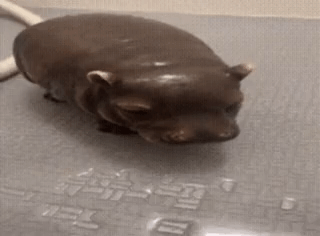 A Statue Of A Hippopotamus Is Standing On A Bathtub . GIF