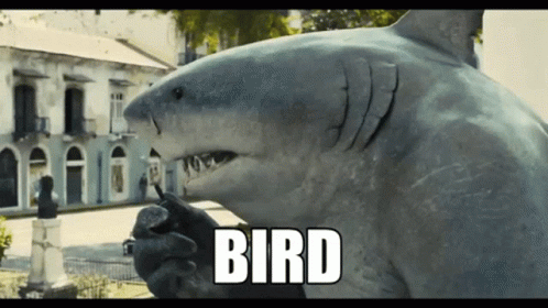 A Statue Of A Shark With The Word Bird Written Below It GIF