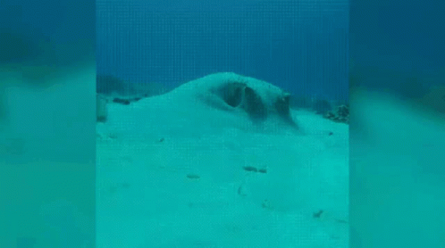 A Stingray Is Swimming In The Ocean And Looking At The Camera . GIF