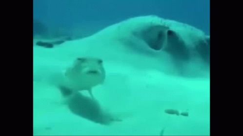 A Stingray Is Swimming In The Ocean With A Fish . GIF