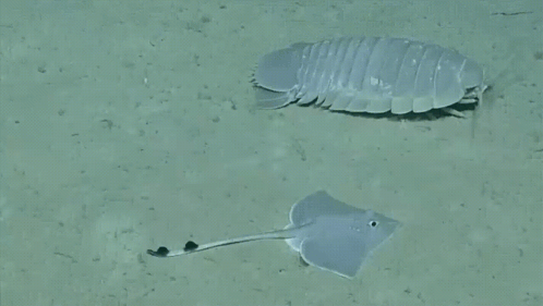 A Stingray Is Swimming Next To A White Bug On The Sand GIF