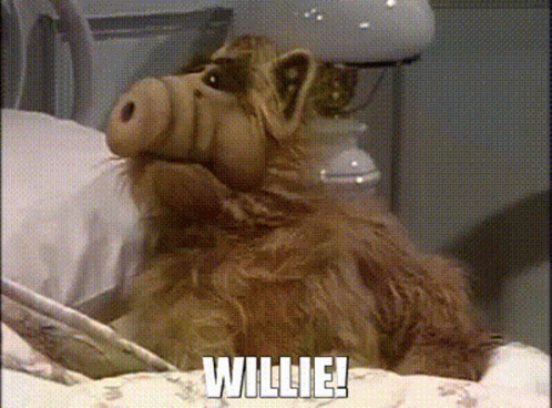 A Stuffed Animal Is Laying On A Bed And Says Willie . GIF