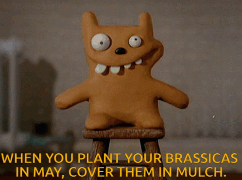 A Stuffed Animal Is Sitting On A Stool With The Words " When You Plant Your Brassicas In May Cover Them In Mulch " Below GIF