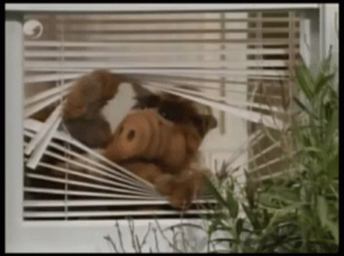 A Stuffed Animal Looks Out Of A Window With Blinds GIF