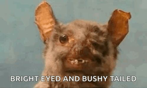 a stuffed animal of a bat with a bright eye and bushy tail .