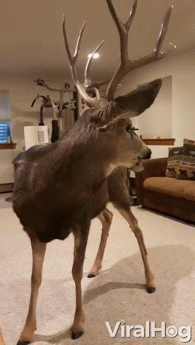 A Stuffed Deer Is Standing In A Living Room With The Words Viralhog Written On The Bottom GIF