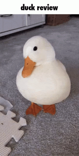 A Stuffed Duck Standing On A Carpet With The Words Duck Review Below It GIF