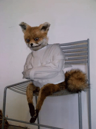 A Stuffed Fox Is Sitting On A Chair Wearing A Strait Jacket GIF