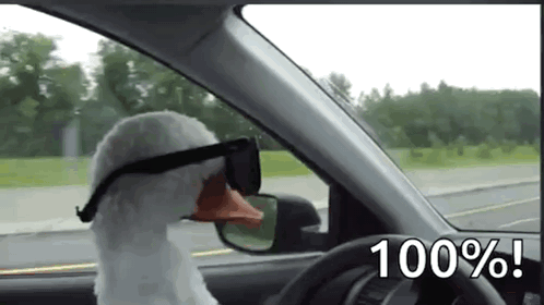 A Stuffed Goose Wearing Sunglasses Is Driving A Car On A Highway . GIF
