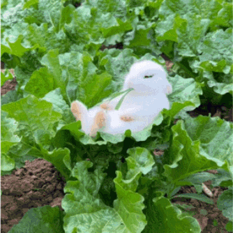 A Stuffed Rabbit Is Laying On A Lettuce Leaf GIF