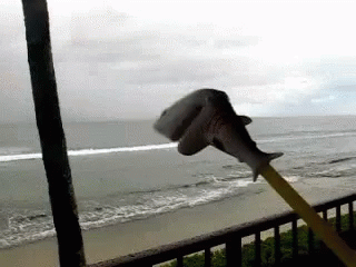 A Stuffed Shark Is Being Held In Front Of A Beach GIF