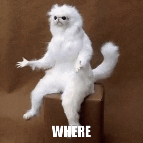 A Stuffed White Cat Is Sitting On A Box With The Words Where Written On It . GIF