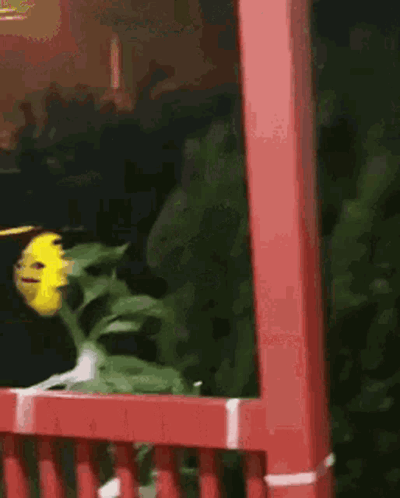 A Sunflower With A Face On It Is Sitting On A Red Porch . GIF