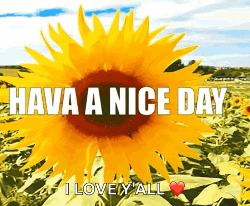 A Sunflower With The Words Have A Nice Day I Love Y'all GIF