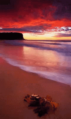 A Sunset Over A Beach With A Few Leaves On The Sand GIF