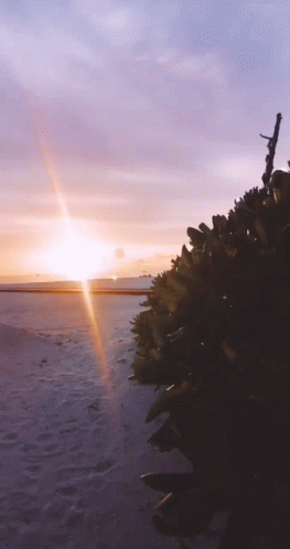 A Sunset Over A Body Of Water With A Bunch Of Plants In The Foreground GIF