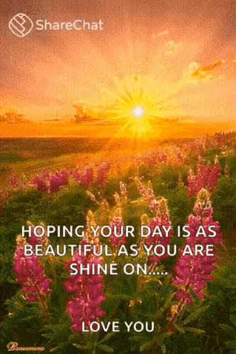 A Sunset Over A Field Of Pink Flowers With A Quote From Sharechat GIF