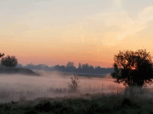 A Sunset Over A Foggy Field With Trees In The Background GIF