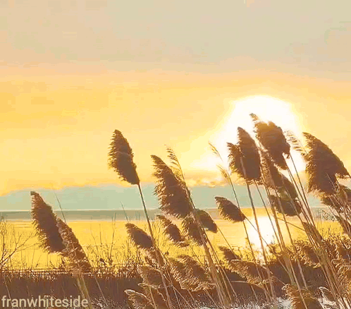 A Sunset With Tall Grass In The Foreground And The Words Good Morning Written In The Background GIF