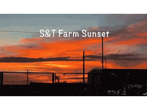 a sunset with the words s & t farm sunset below it