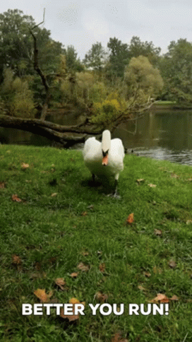 A Swan Is Standing In The Grass Next To A Lake With The Caption Better You Run GIF