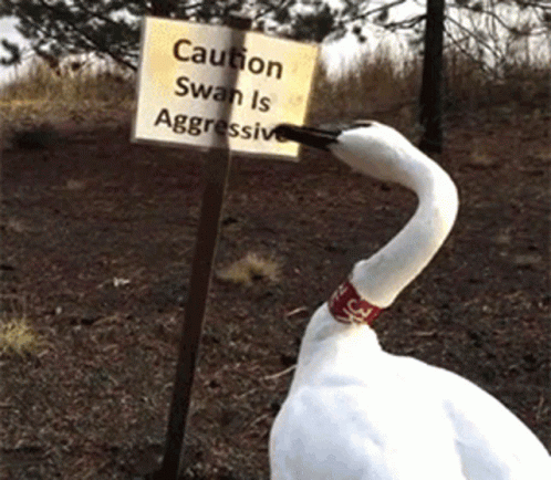 A Swan With A Red Ring Around Its Neck Stands In Front Of A Caution Sign GIF