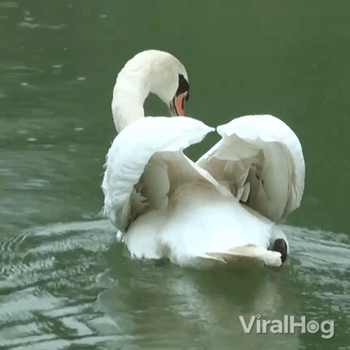 A Swan With Its Wings Outstretched Is Swimming In A Pond With Viralhog Written In The Bottom Right Corner GIF