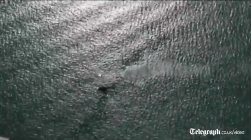 A Telegraph.co.uk Video Of A Shark In The Ocean GIF