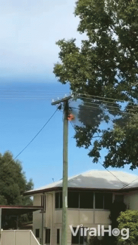 A Telephone Pole With A Tree In The Background And The Words Viralhog On The Bottom Right GIF