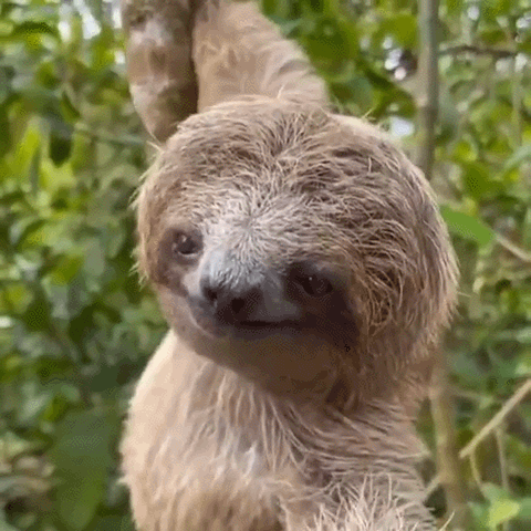 A Three Toed Sloth Is Hanging From A Tree Branch And Looking At The Camera . GIF