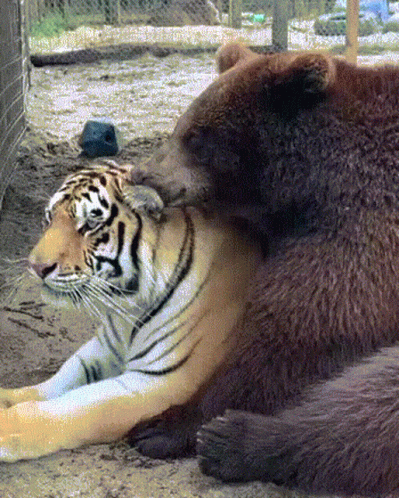 A Tiger And A Bear Are Laying Next To Each Other On The Ground GIF