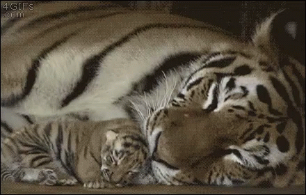 A Tiger And Her Cub Are Laying Next To Each Other On The Floor . GIF