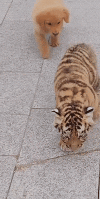 A Tiger Cub And A Puppy Are Walking On The Sidewalk GIF