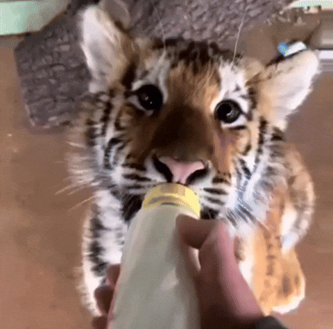 A Tiger Cub Is Being Fed From A Bottle GIF